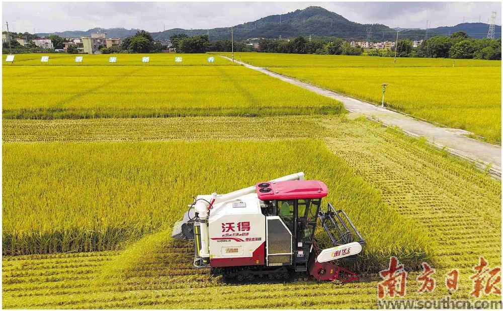 广东省出台12条措施支持晚造粮食生产